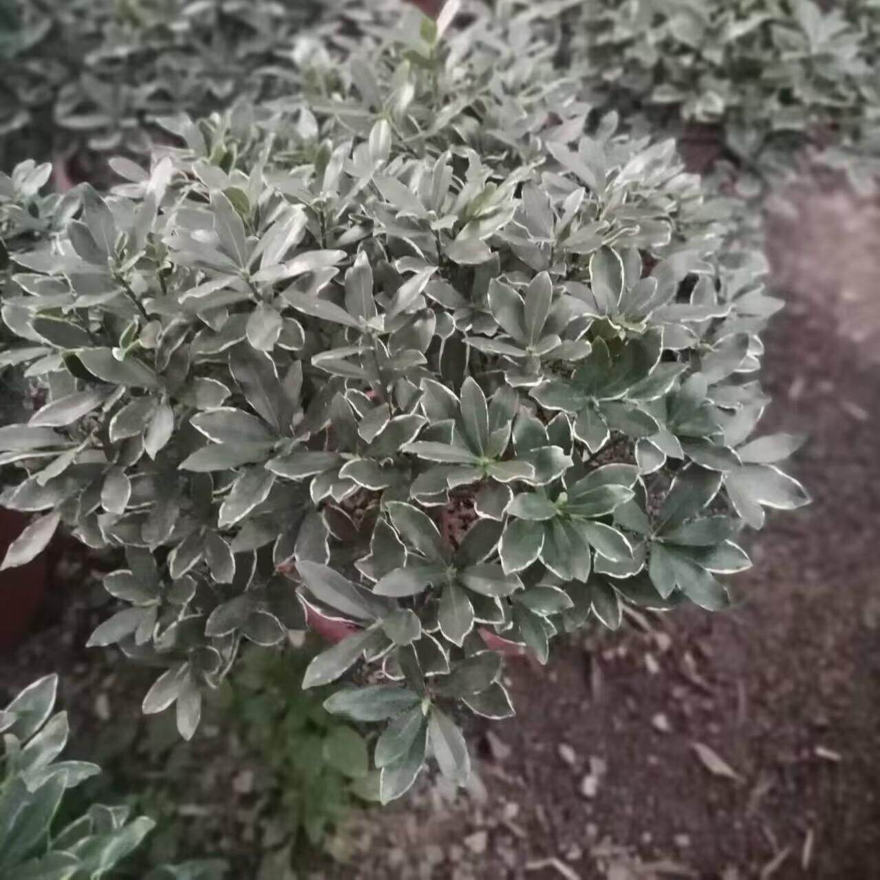 金边瑞香苗老桩系列耐寒花卉观花植物室内带花浓香型观花盆栽绿植图片