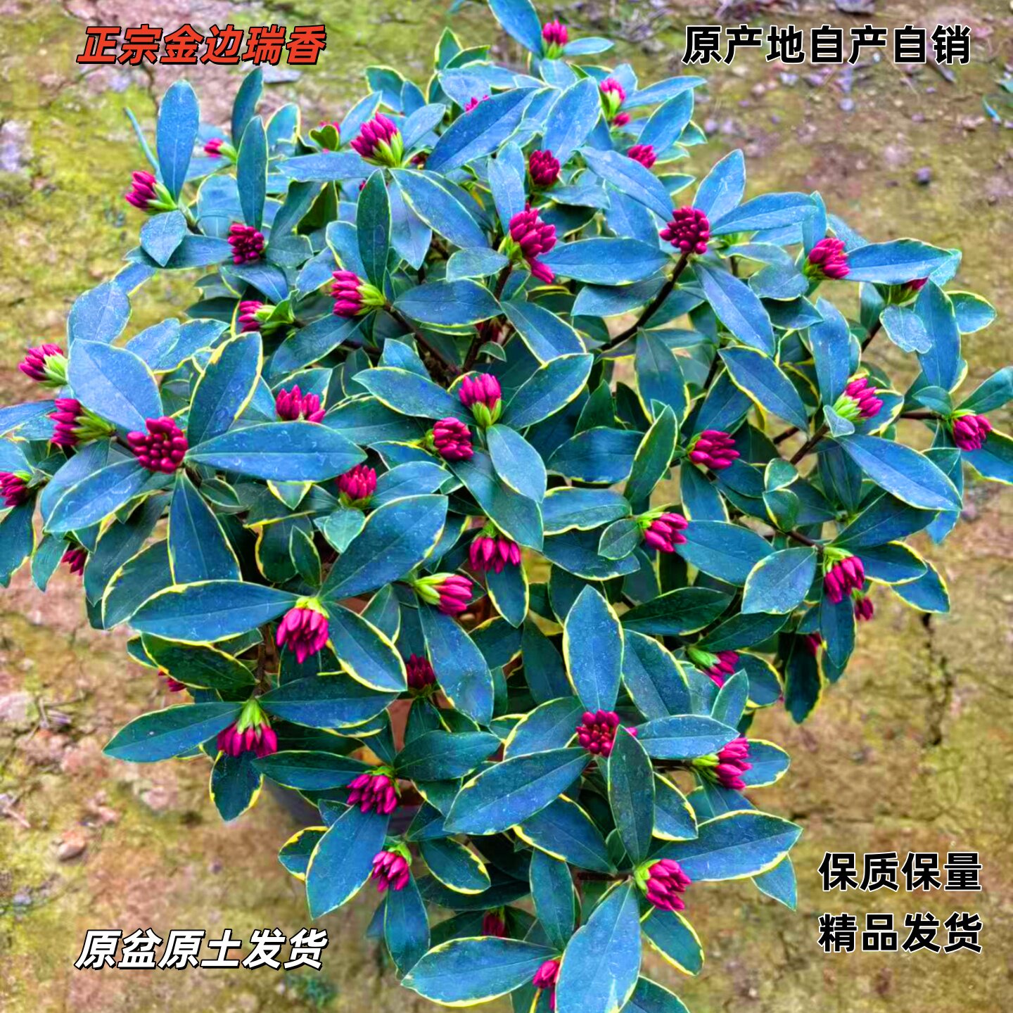 金边瑞香苗盆栽耐寒浓香型四季常青阳台懒人花好养图片