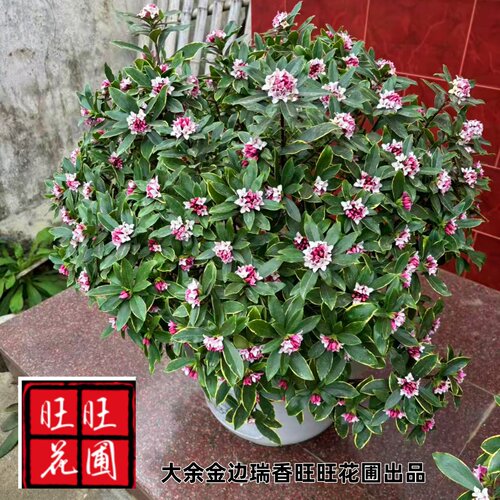金边瑞香苗老桩系列耐寒花卉观花植物室内带花浓香型观花盆栽绿植