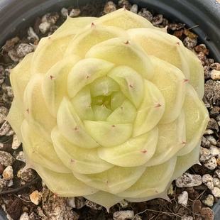 慢悠花房梨花白精品多肉办公室阳台绿植园艺盆栽花卉庭