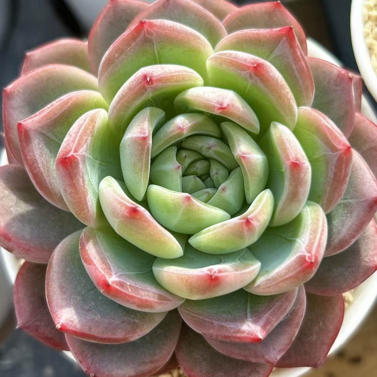 慢悠花房 红鸾 精品多肉办公室阳台绿植园艺盆栽多肉,鲜花速递/花卉仿真/绿植园艺,多肉植物,淘宝优惠券,粉丝福利购,淘宝优惠卷