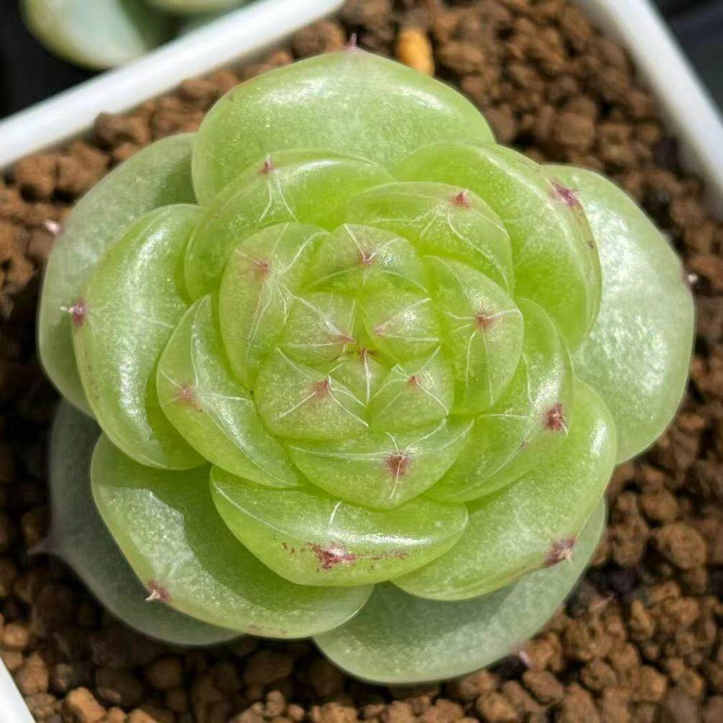 慢悠花房 无双珍妮 办公室精品多肉阳台绿植园艺盆栽花卉庭院多肉