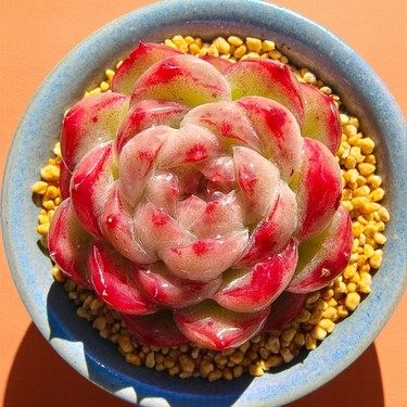 慢悠花房 浴阳春 精品多肉办公室阳台绿植园艺盆栽花卉庭院,鲜花速递/花卉仿真/绿植园艺,多肉植物,淘宝优惠券,粉丝福利购,淘宝优惠卷