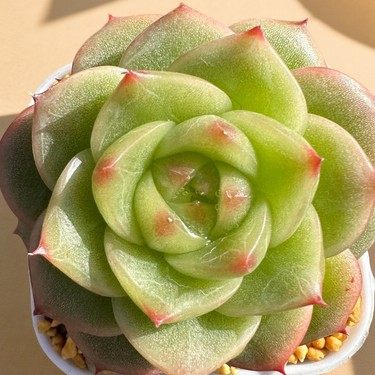 慢悠花房杜若珍妮 多肉绿植园艺盆栽花卉庭院多肉植物,鲜花速递/花卉仿真/绿植园艺,多肉植物,淘宝优惠券,粉丝福利购,淘宝优惠卷