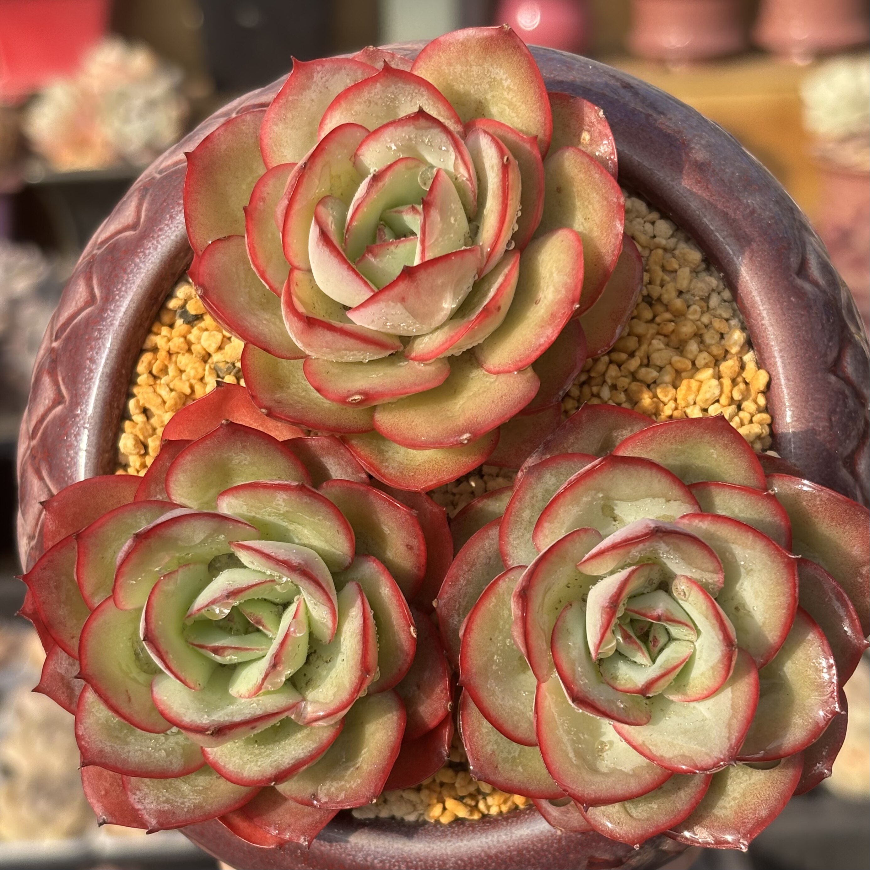 慢悠花房 牡丹亭 精品多肉办公室阳台绿植园艺盆栽花卉庭院多肉