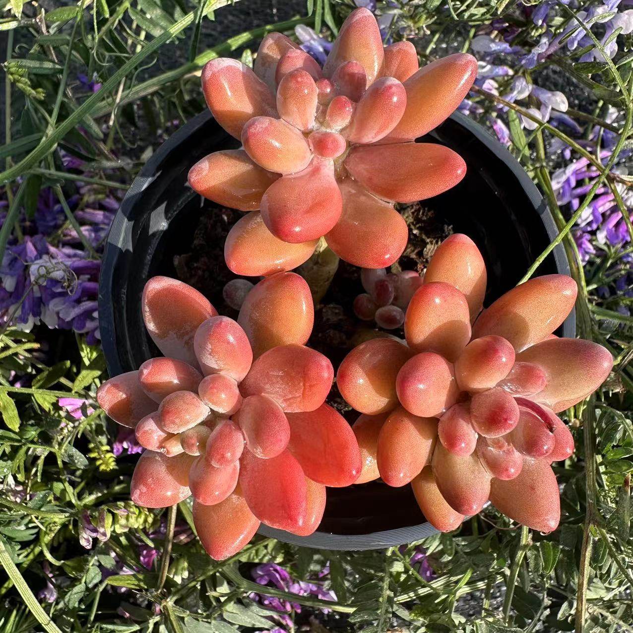 慢悠花房苹果奶精品多肉办公室阳台绿植园艺盆栽花卉庭院多肉植物