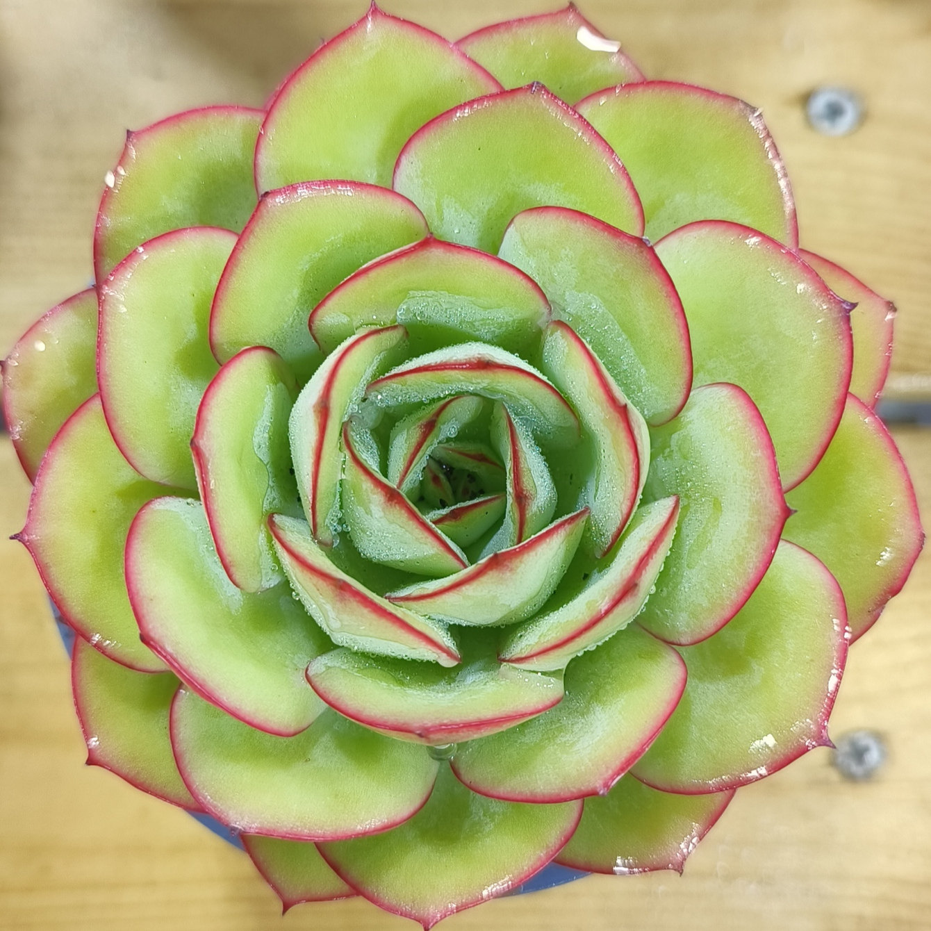 慢悠花房牡丹亭精品多肉办公室阳台绿植园艺盆栽花卉庭院多肉,鲜花速递/花卉仿真/绿植园艺,多肉植物,淘宝优惠券,粉丝福利购,淘宝优惠卷