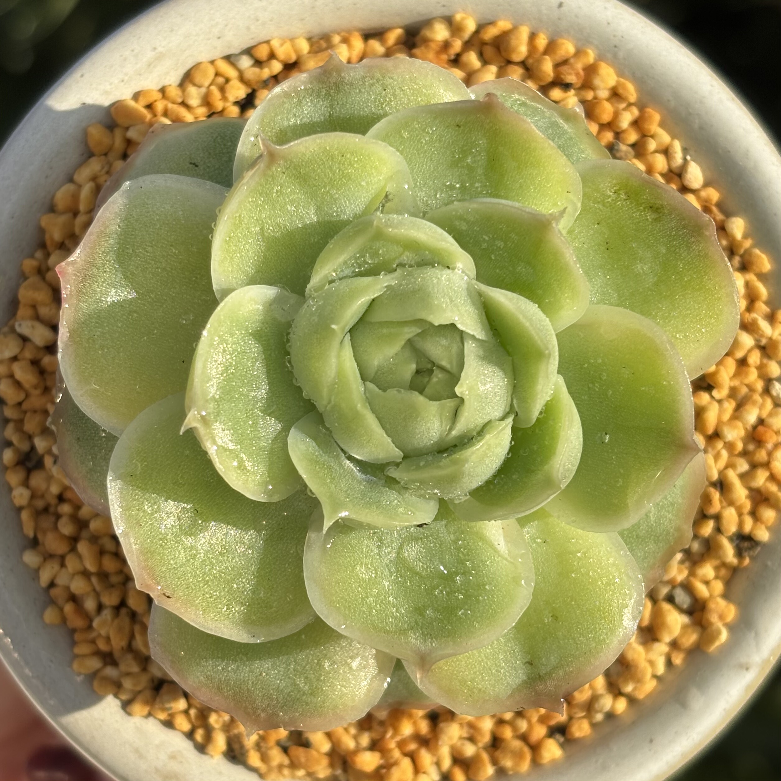 慢悠花房 虾饺 办公室阳台绿植园艺盆栽花卉庭院多肉,鲜花速递/花卉仿真/绿植园艺,多肉植物,淘宝优惠券,粉丝福利购,淘宝优惠卷