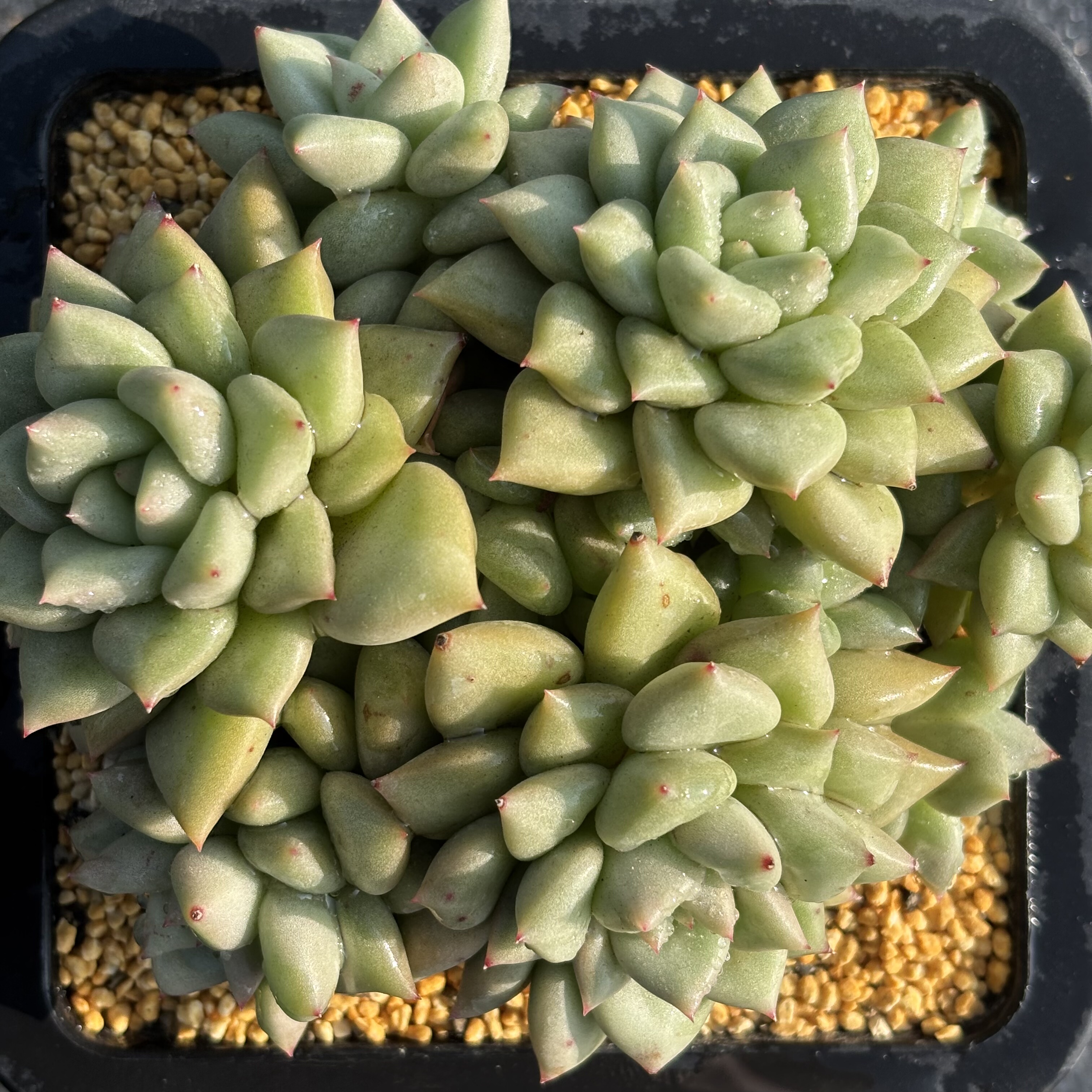 慢悠花房象牙精品多肉绿植园艺盆栽花卉庭院多肉,鲜花速递/花卉仿真/绿植园艺,多肉植物,淘宝优惠券,粉丝福利购,淘宝优惠卷