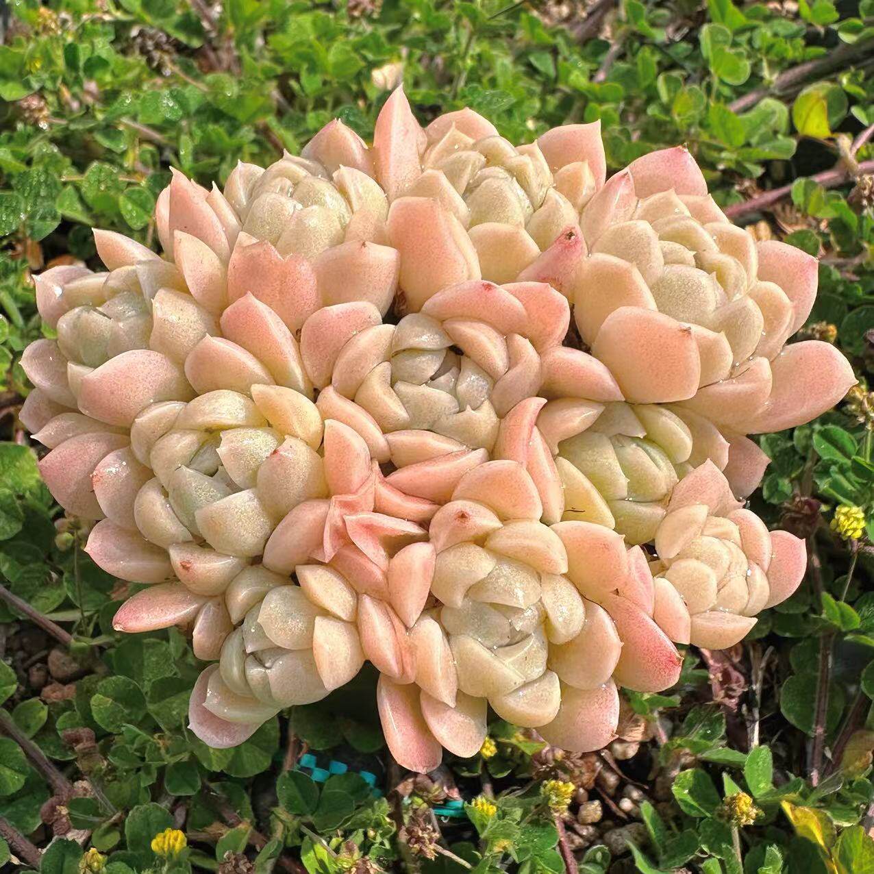 慢悠花房奶油美人精品多肉办公室阳台绿植园艺盆栽花卉庭院多肉