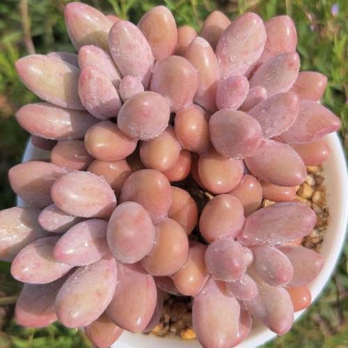 慢悠花房汤圆精品景天阳台多肉植物肉肉盆栽