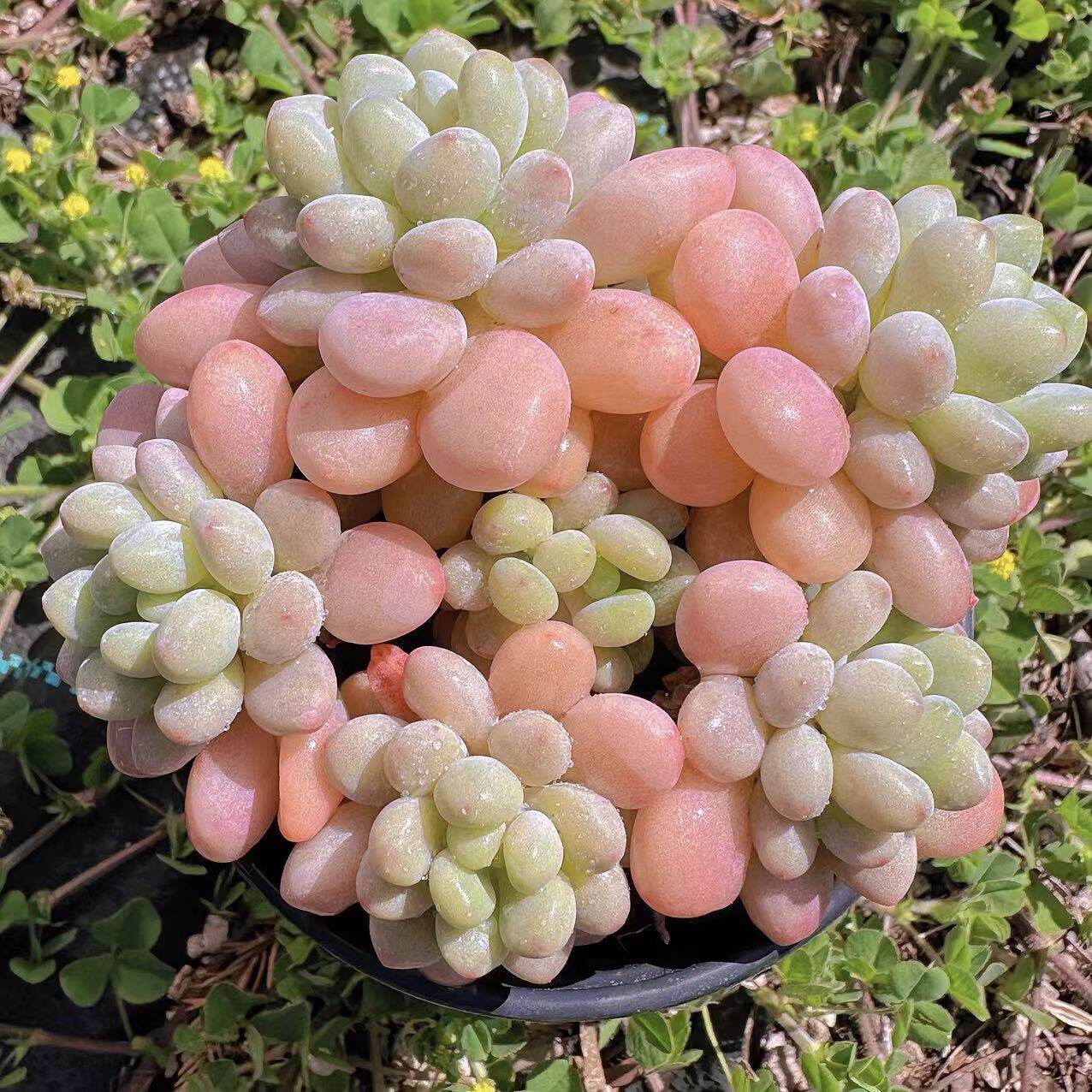 慢悠花房鱼子酱精品多肉办公室阳台绿植园艺盆栽花卉庭院多肉植物