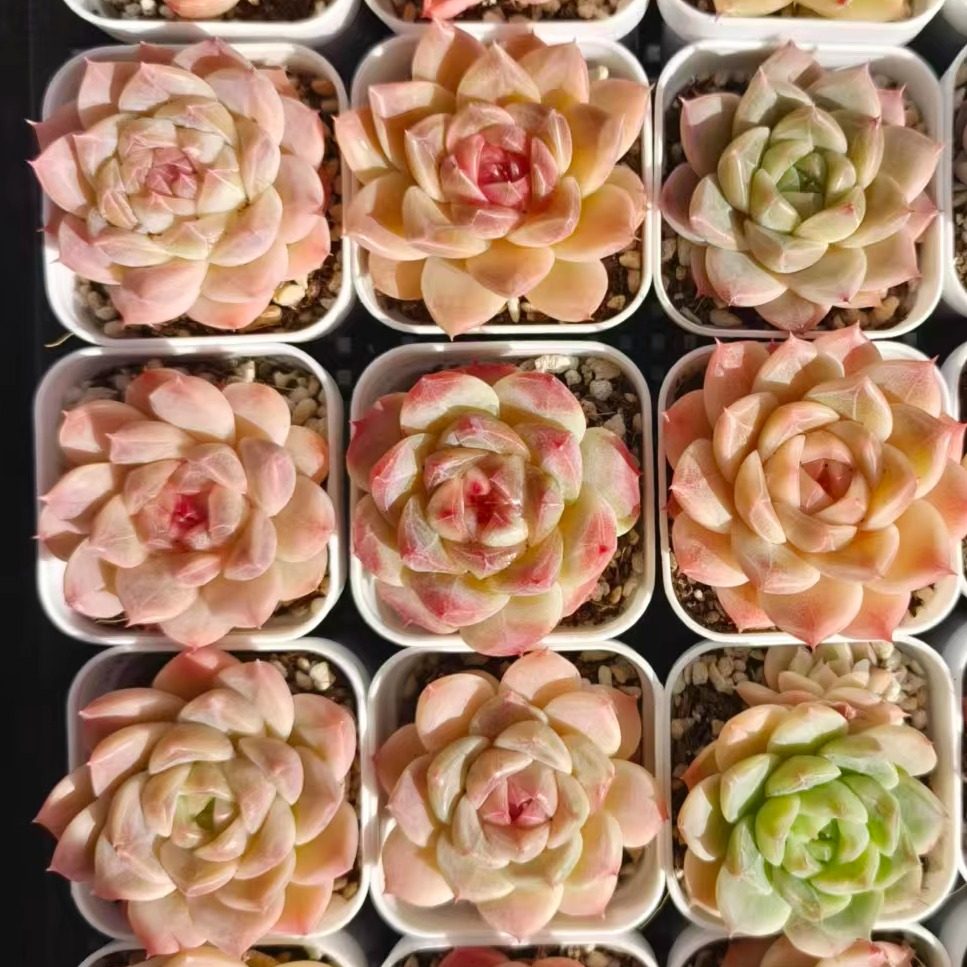 慢悠花房 彩体麦秆 办公室阳台绿植盆栽花卉庭院多肉,鲜花速递/花卉仿真/绿植园艺,多肉植物,淘宝优惠券,粉丝福利购,淘宝优惠卷