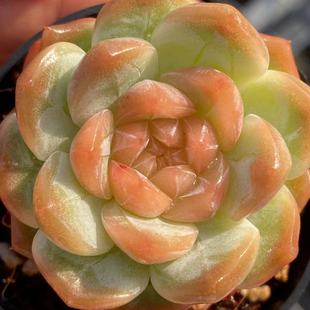 慢悠花房今日链接精品多肉办公室阳