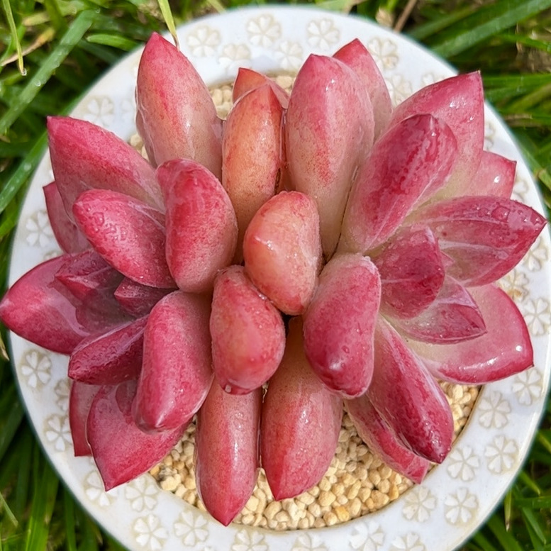 慢悠花房 赫菲斯托 办公室阳台绿植园艺盆栽花卉庭院多肉植物