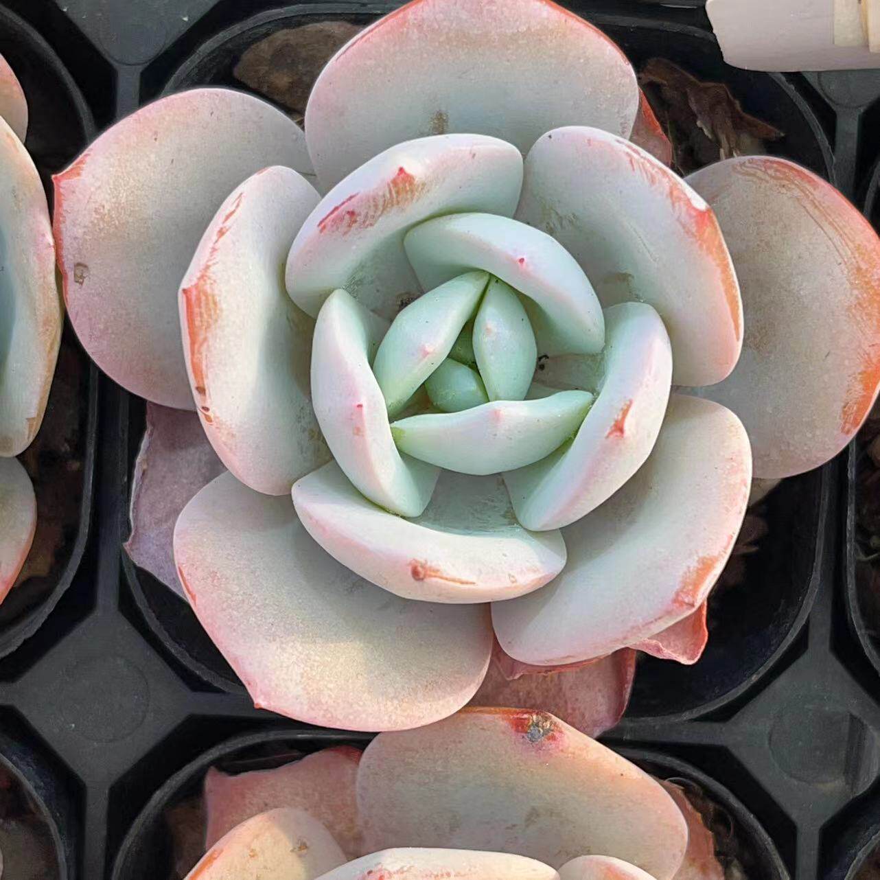 慢悠花房白霜精品景天阳台多肉植物肉肉盆栽398