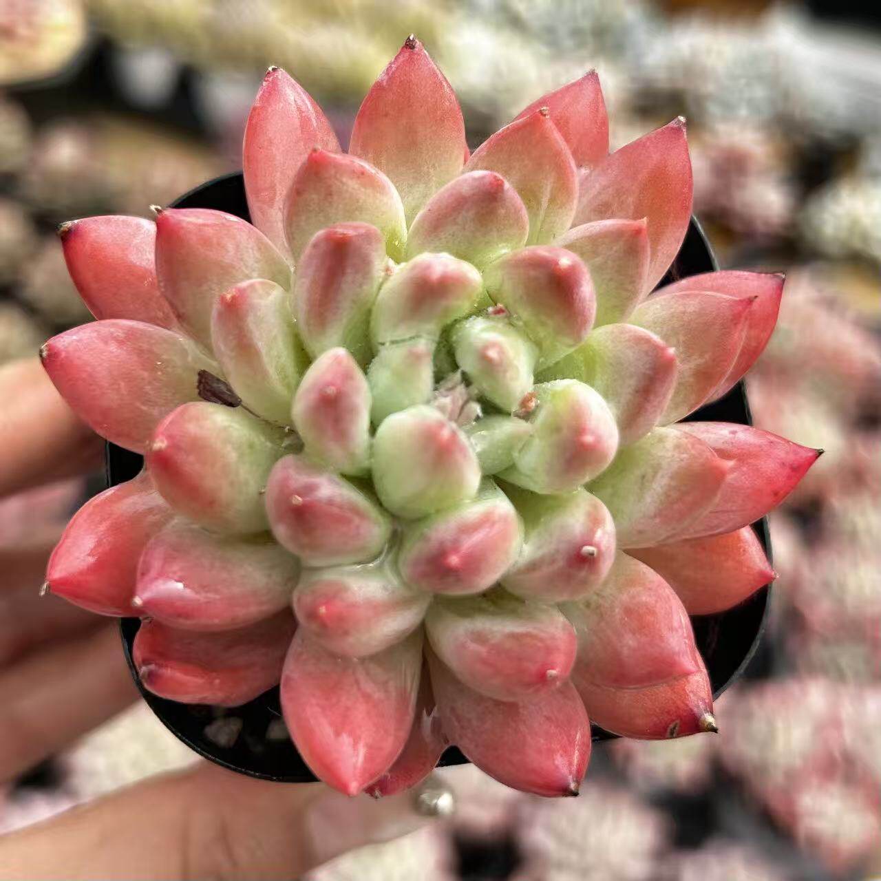 慢悠花房 爆米花 精品多肉办公室阳台绿植园艺盆栽多肉 - 慢悠花房出品