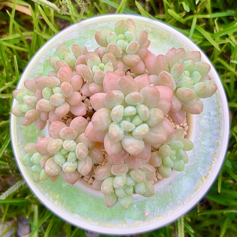 园艺阳台多肉慢悠花房观赏