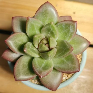 慢悠花房 迷雾泡泡 精品多肉阳台绿植园艺盆栽花卉庭院多肉植物