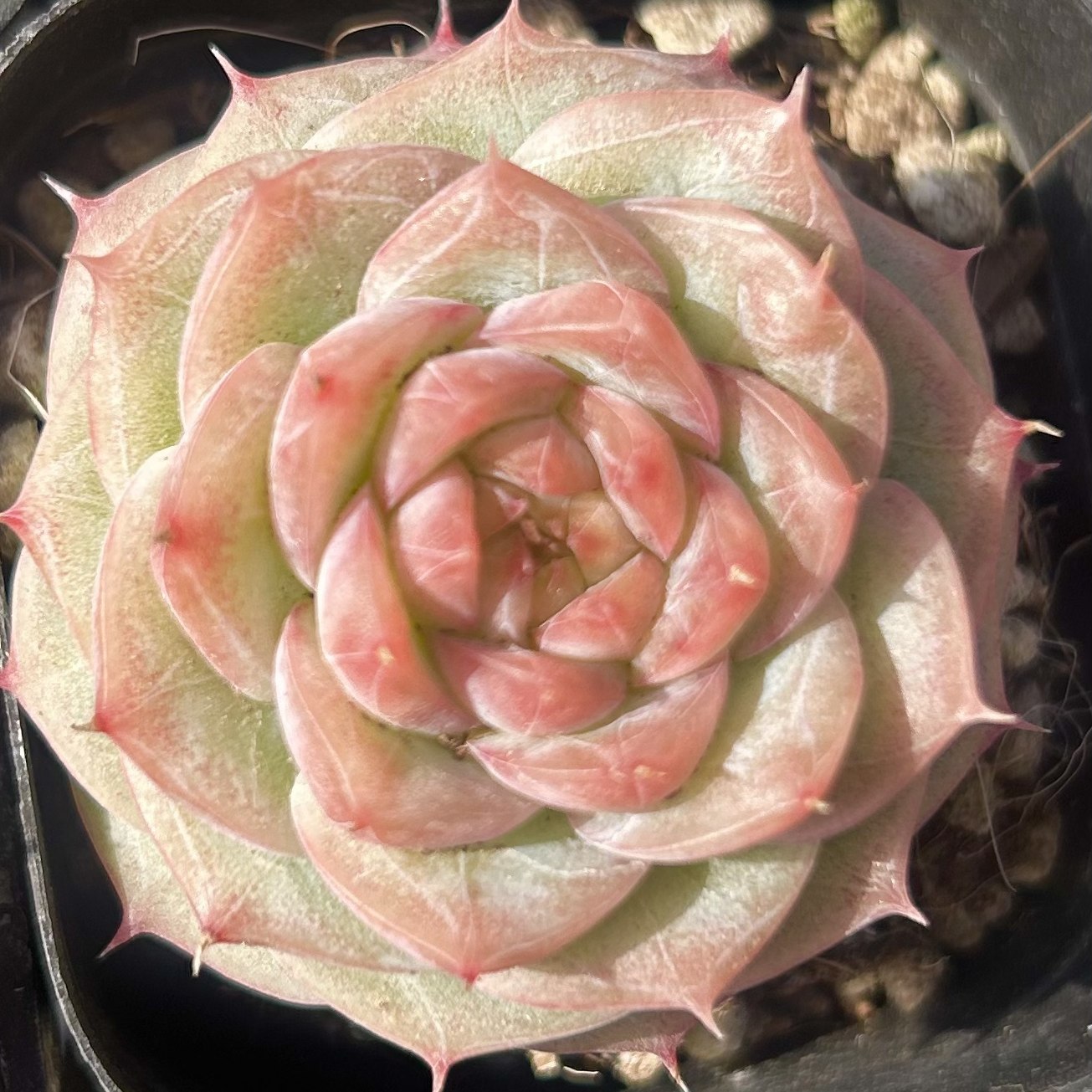 慢悠花房 焦糖玛朵（宝珠山茶） 多肉办公室阳台绿植园艺盆栽花,鲜花速递/花卉仿真/绿植园艺,多肉植物,淘宝优惠券,粉丝福利购,淘宝优惠卷