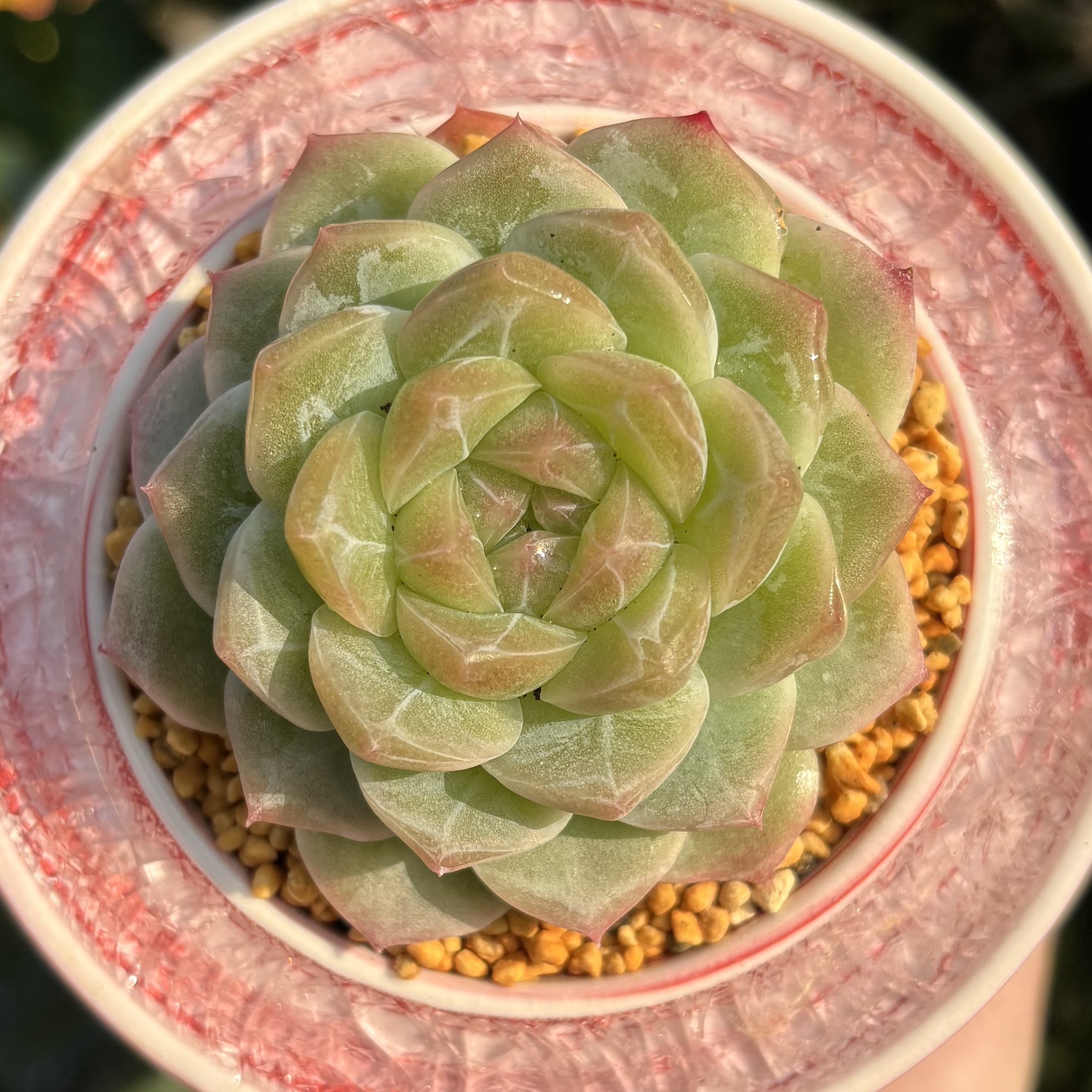 慢悠花房玉瑶精品多肉办公室阳台绿植园艺盆栽花卉庭院多肉植