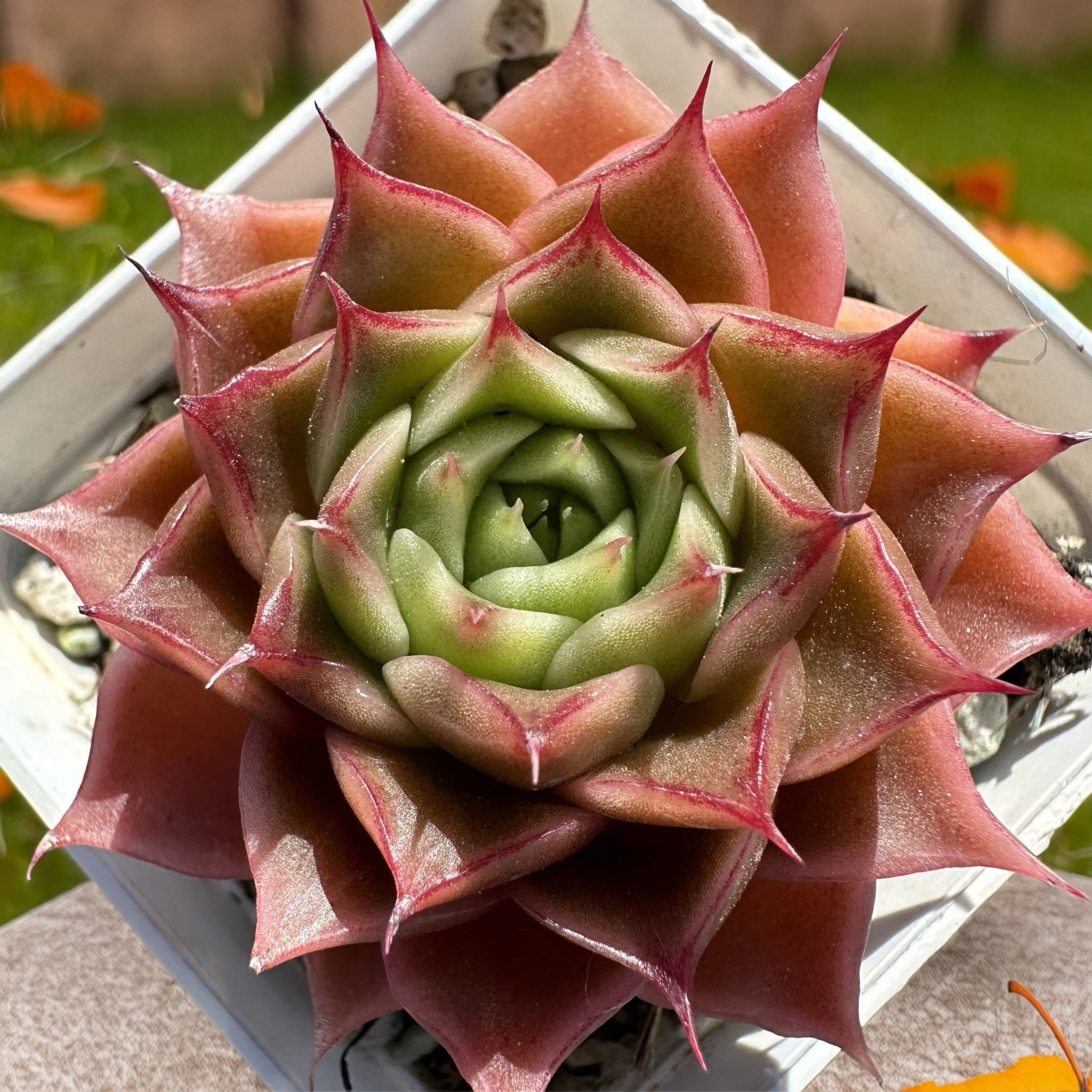 慢悠花房 麦秆饺子皮 精品多肉办公室阳台绿植园艺盆栽多肉,鲜花速递/花卉仿真/绿植园艺,多肉植物,淘宝优惠券,粉丝福利购,淘宝优惠卷