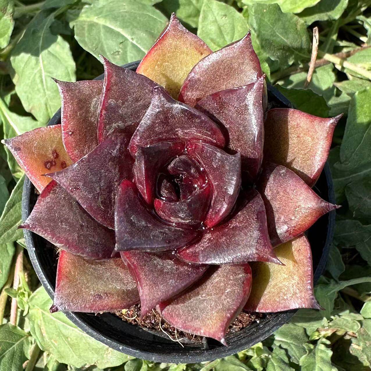 慢悠花房红玫瑰精品多肉办公室阳台绿植园艺盆栽花卉庭院多肉植物