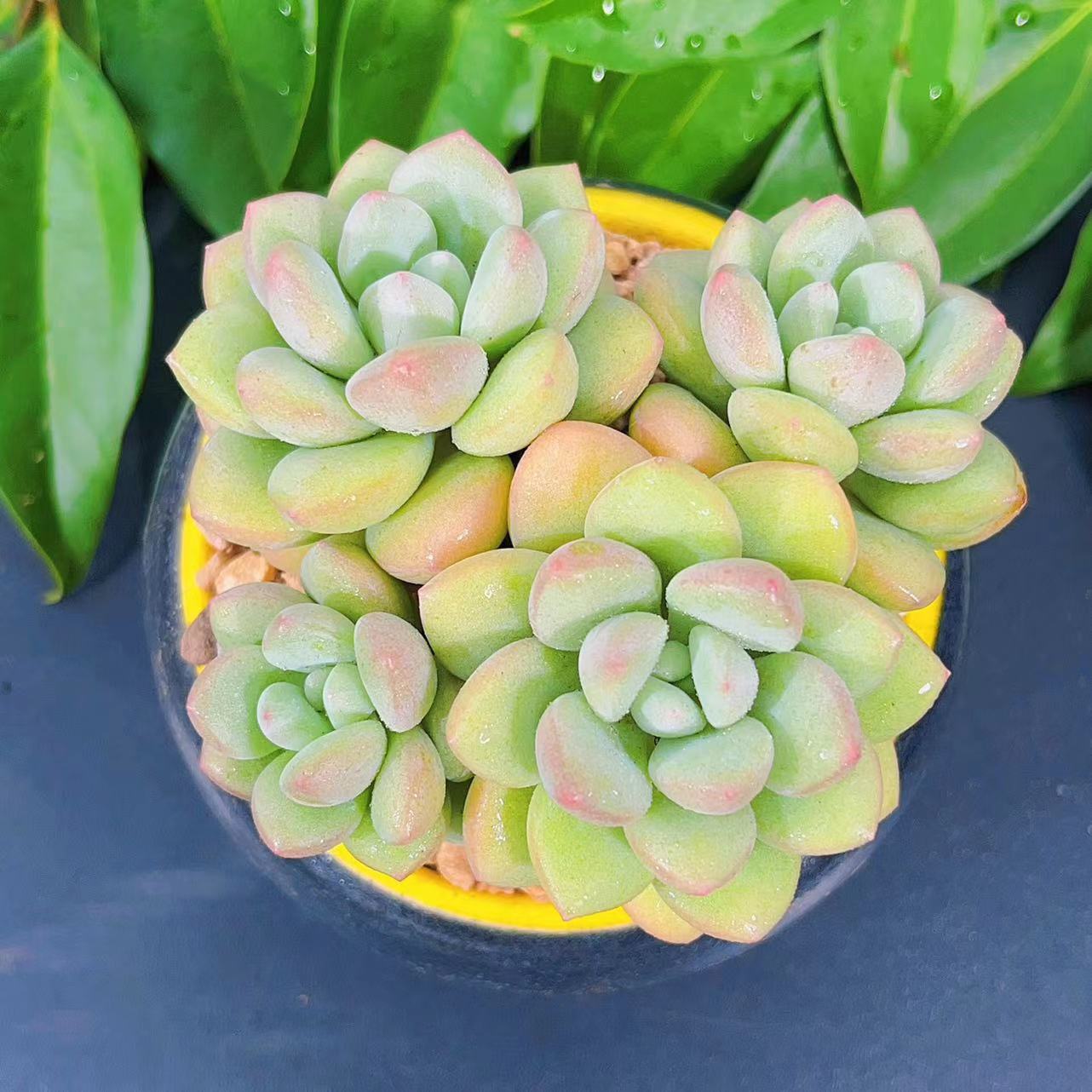 慢悠花房阳台容易观赏多肉