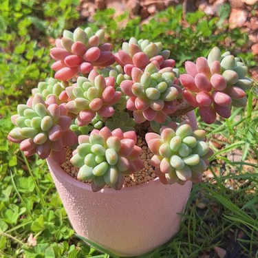 慢悠花房 粉柚凝脂鱼子酱 办公室阳台园艺盆栽花卉庭院多肉植物