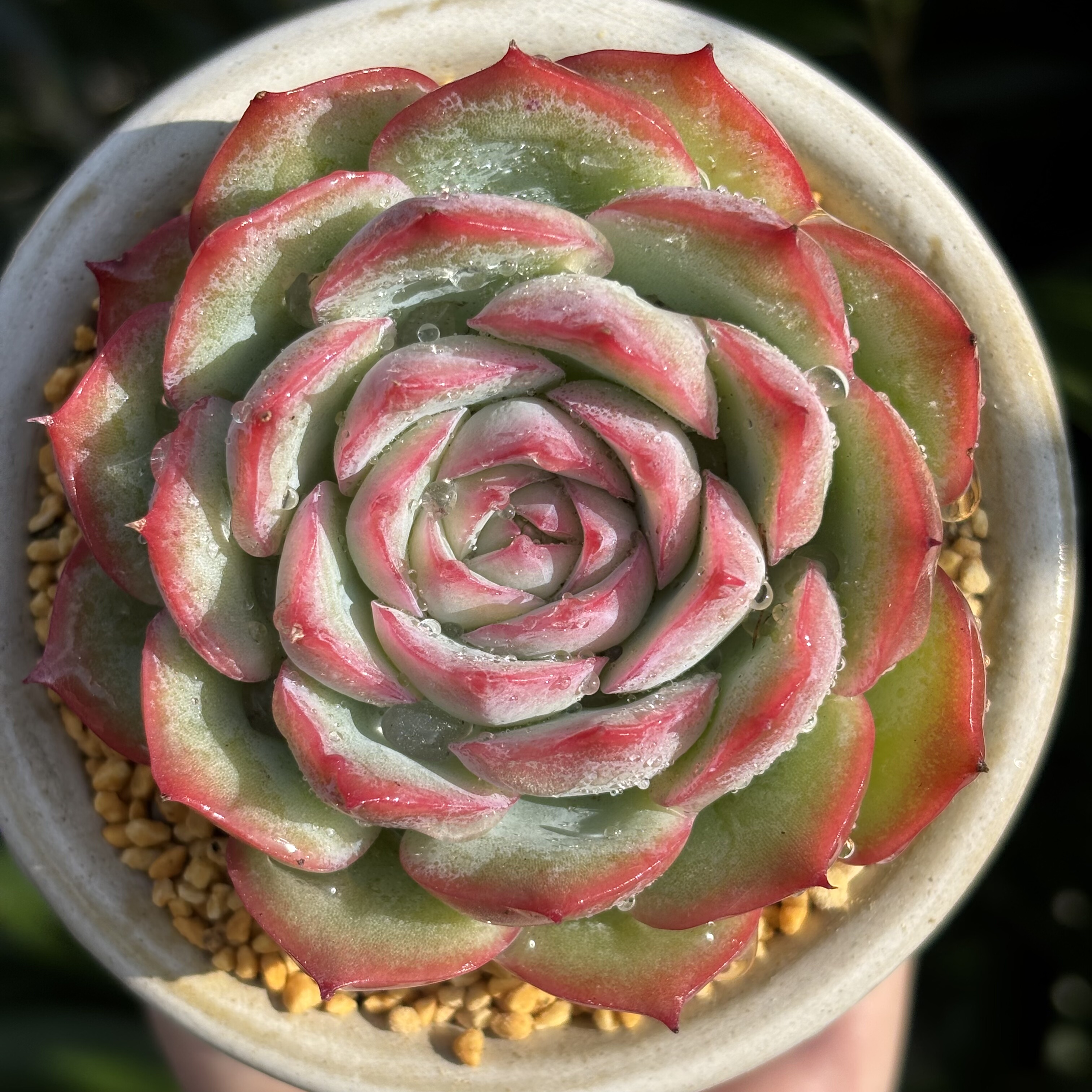 慢悠花房侧影精品多肉办公室阳台绿植园艺盆栽花卉庭院多肉植物