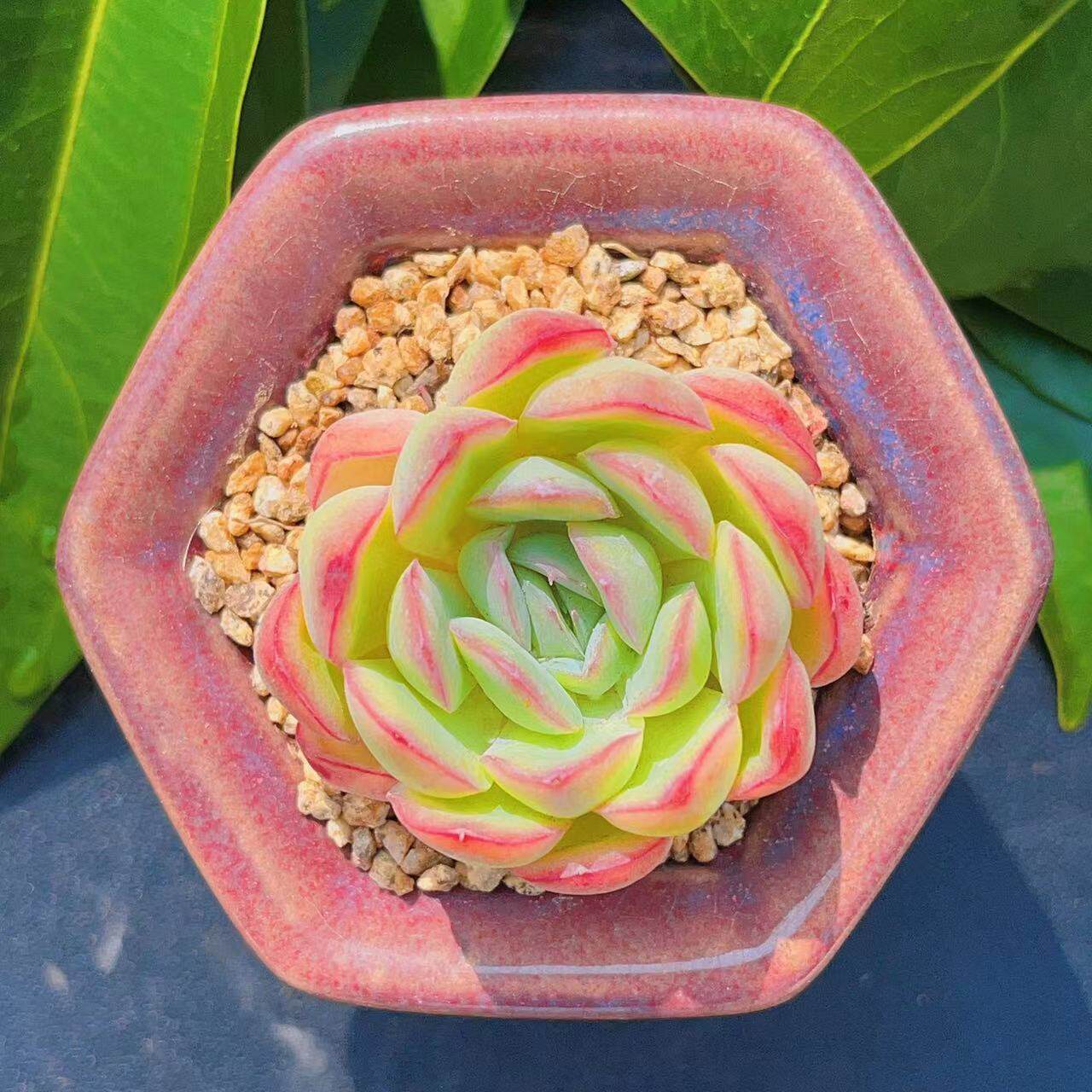 慢悠花房草莓冰精品多肉办公室阳台绿植园艺盆栽花卉庭院多肉植物