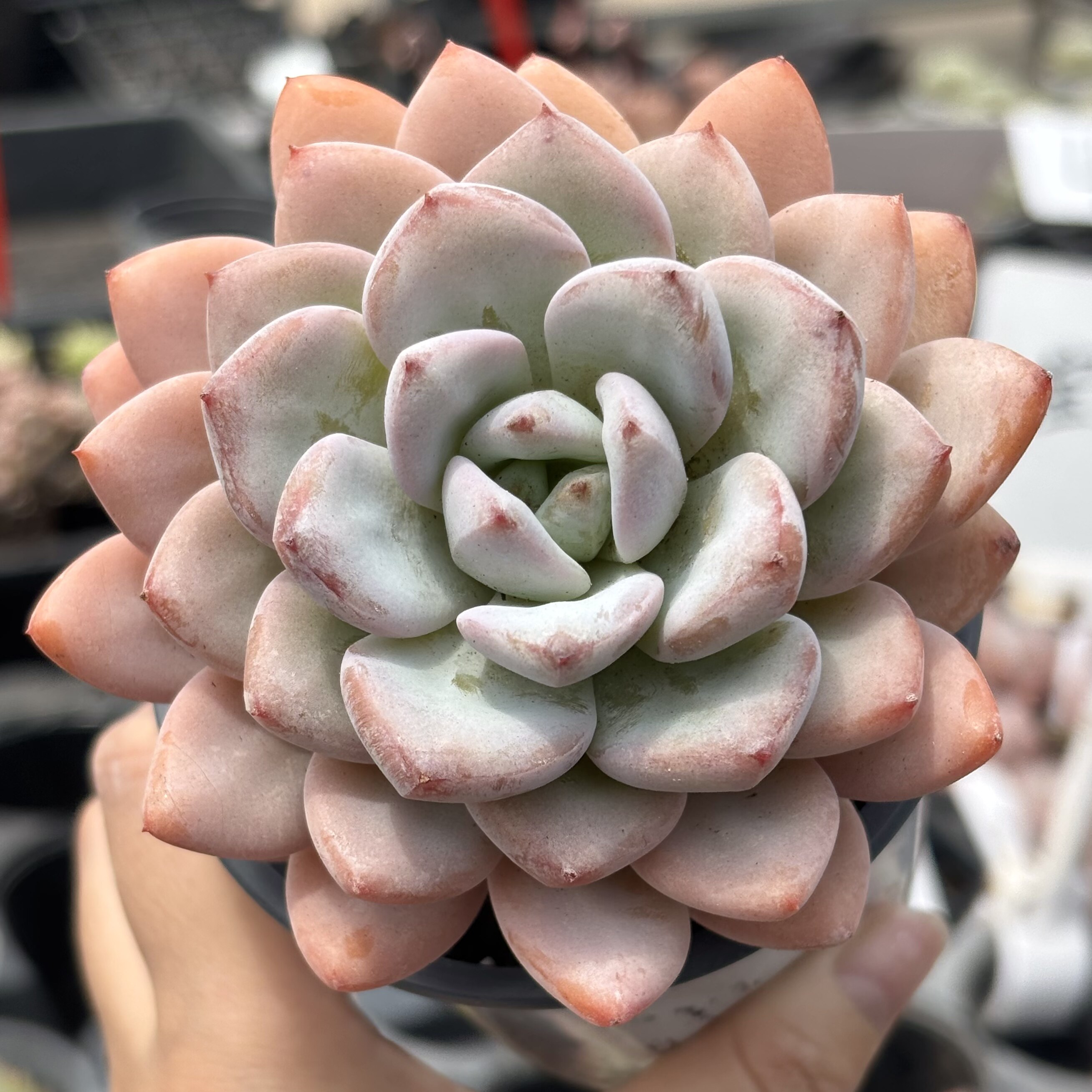 慢悠花房 星星雪 办公室阳台绿植园艺盆栽花卉庭院多肉