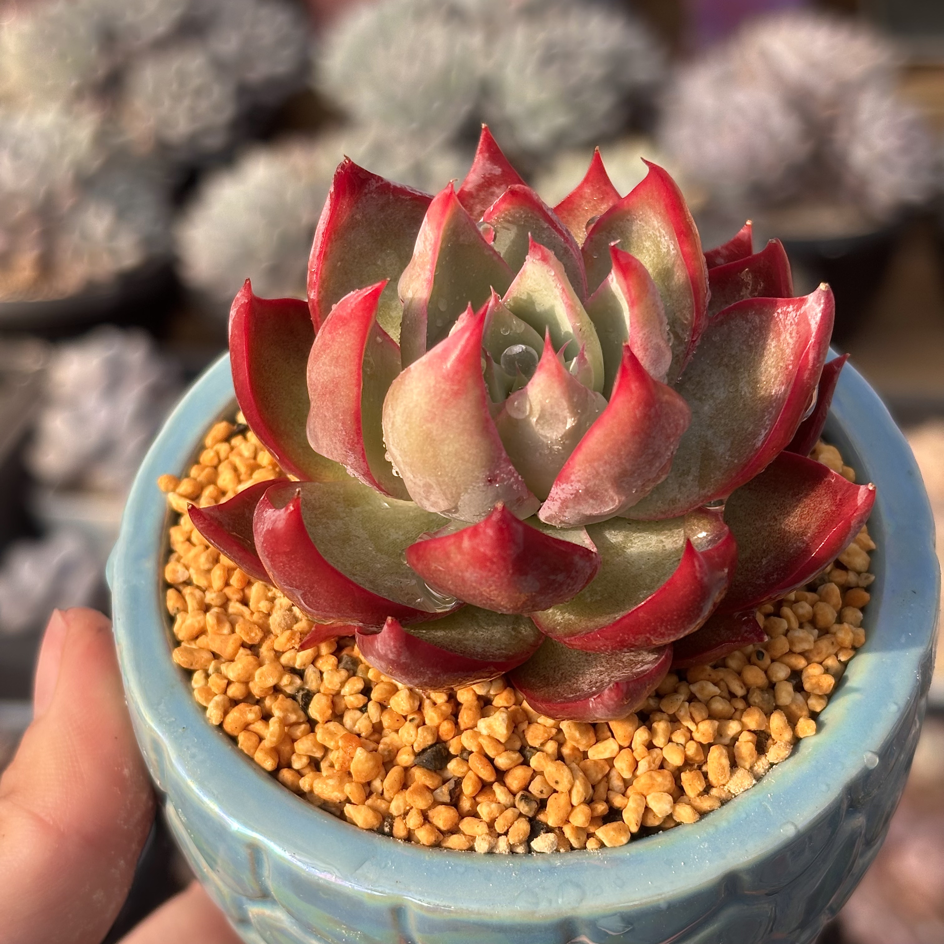 慢悠花房惊鸿仙子精品多肉办公室阳台绿植园艺盆栽花卉庭院多肉植