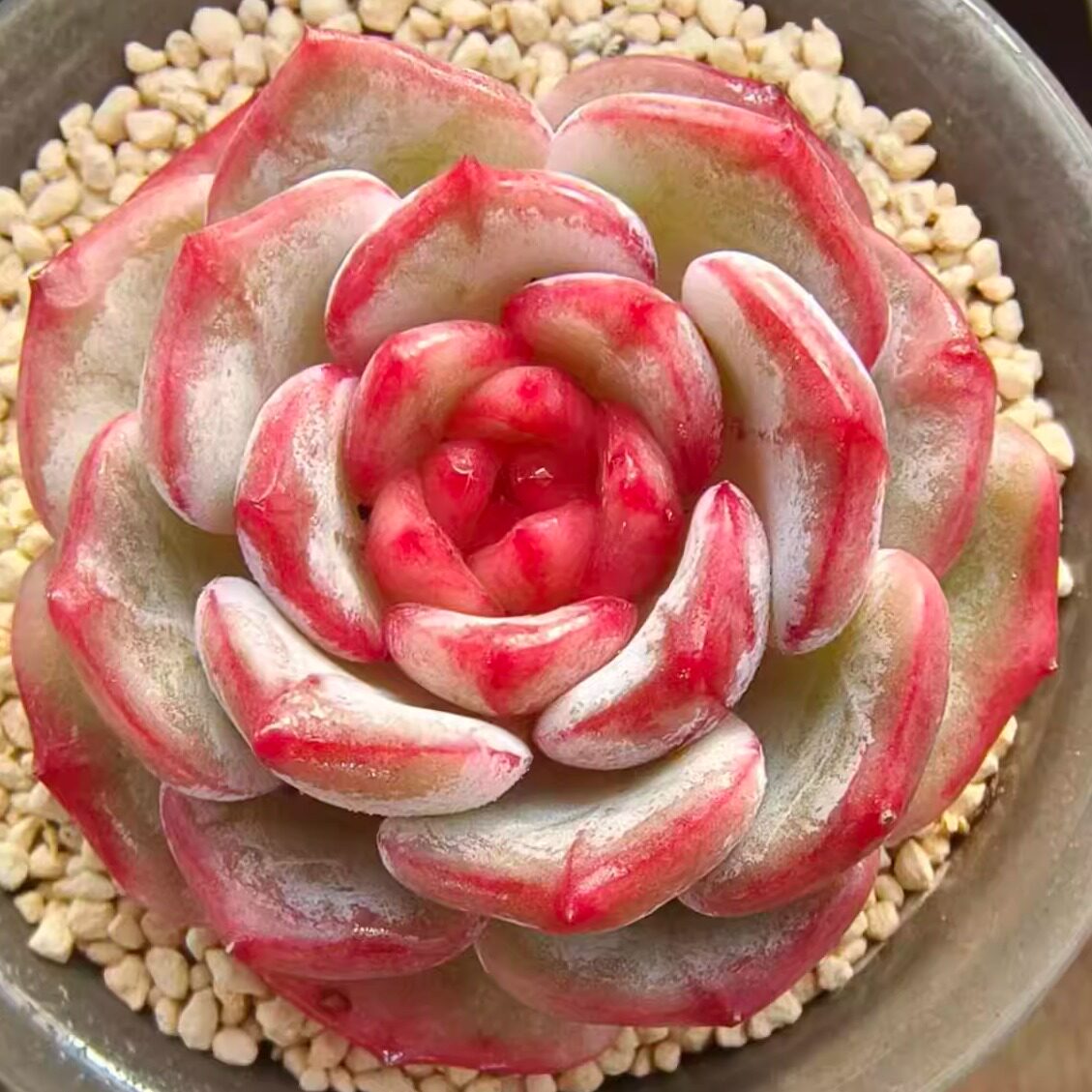 慢悠花房 长相思  精品多肉绿植园艺盆栽花卉庭院多肉植物,鲜花速递/花卉仿真/绿植园艺,多肉植物,淘宝优惠券,粉丝福利购,淘宝优惠卷