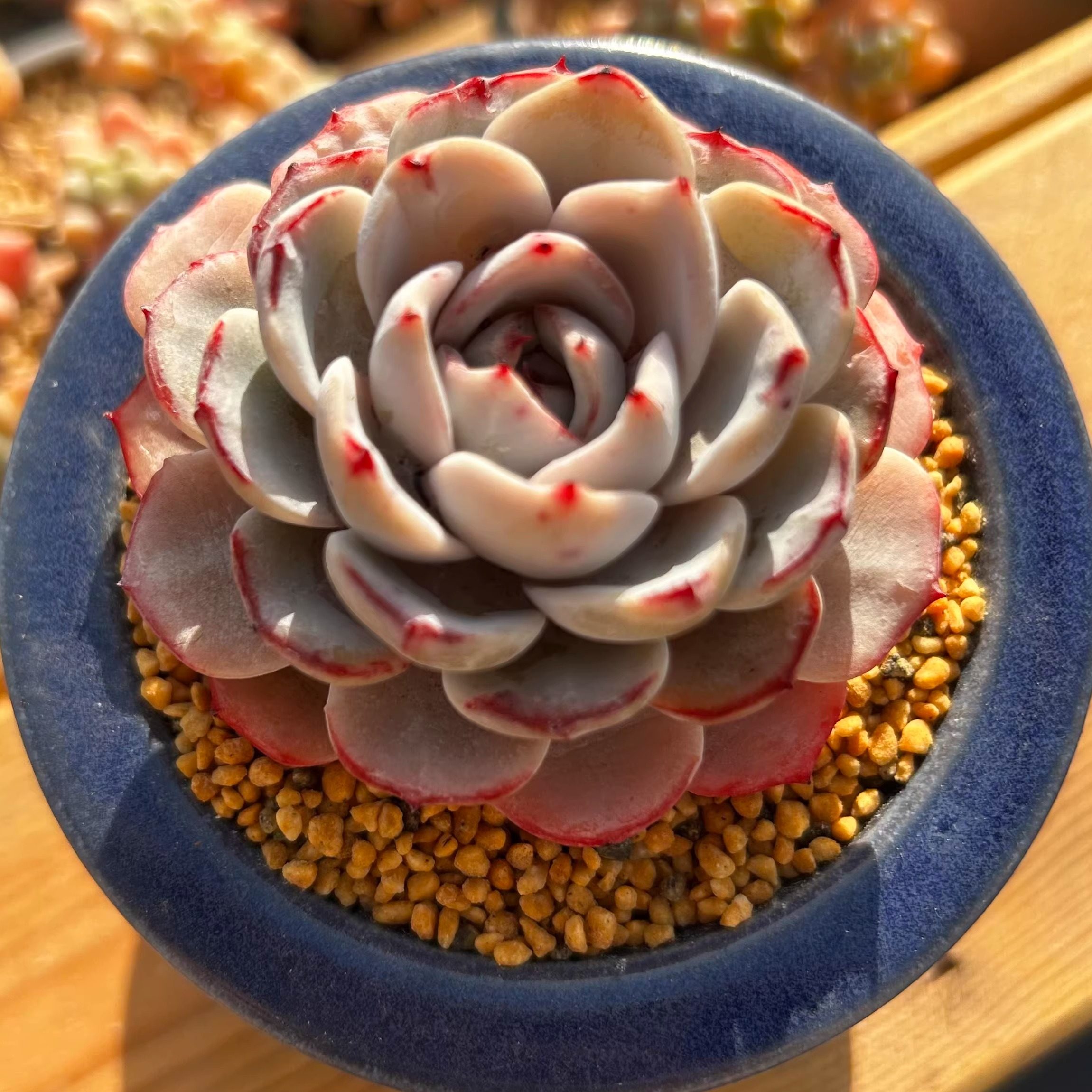 慢悠花房 蕾丝 精品多肉办公室阳台绿植园艺盆栽多肉,鲜花速递/花卉仿真/绿植园艺,多肉植物,淘宝优惠券,粉丝福利购,淘宝优惠卷