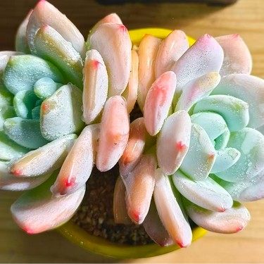 慢悠花房 冷香 多肉阳台绿植园艺盆栽花卉庭院植物,鲜花速递/花卉仿真/绿植园艺,多肉植物,淘宝优惠券,粉丝福利购,淘宝优惠卷