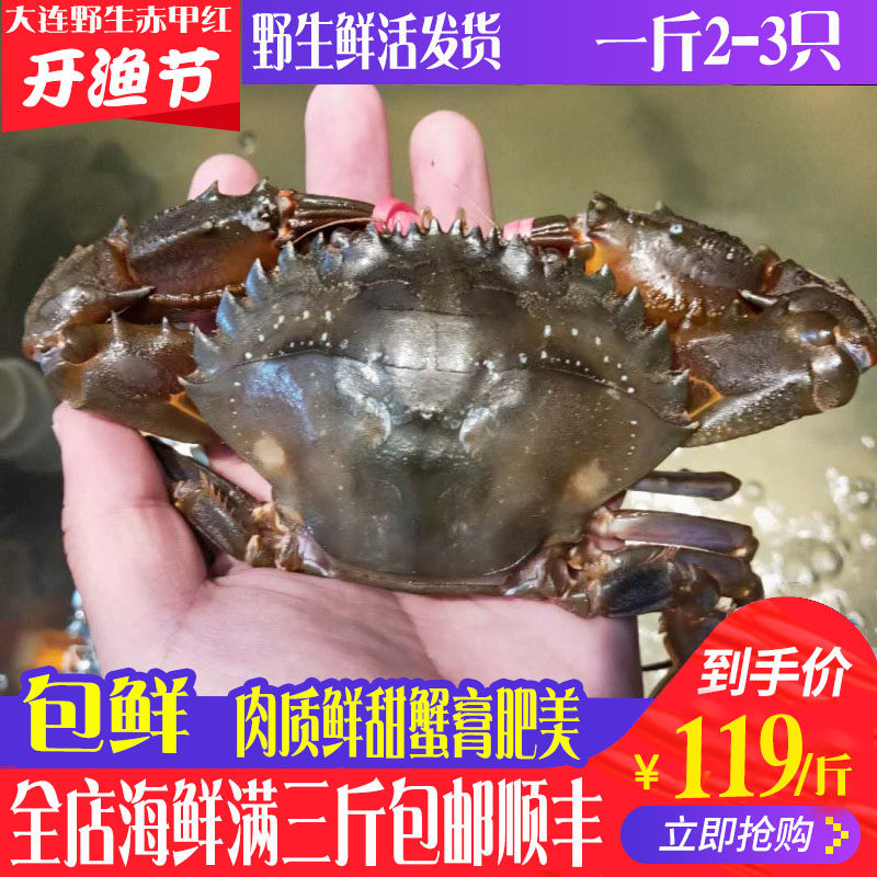 大连市庄河赤甲红鲜活螃蟹 海蟹 石甲红 青蟹 梭子蟹3斤顺丰包邮