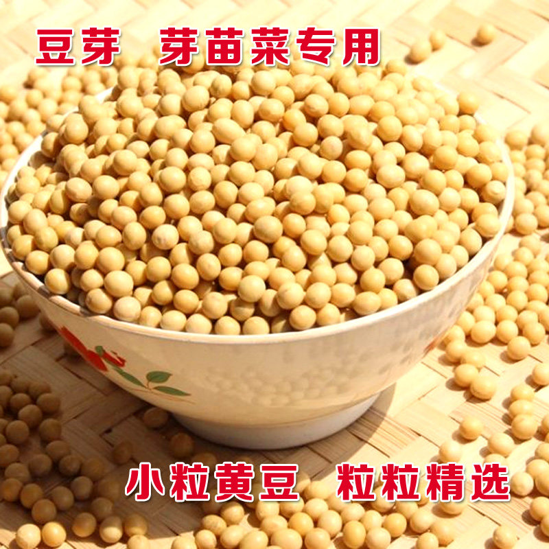 小粒黄豆种子  黄豆生黄豆芽豆非转基因发豆芽小黄豆农家发豆芽