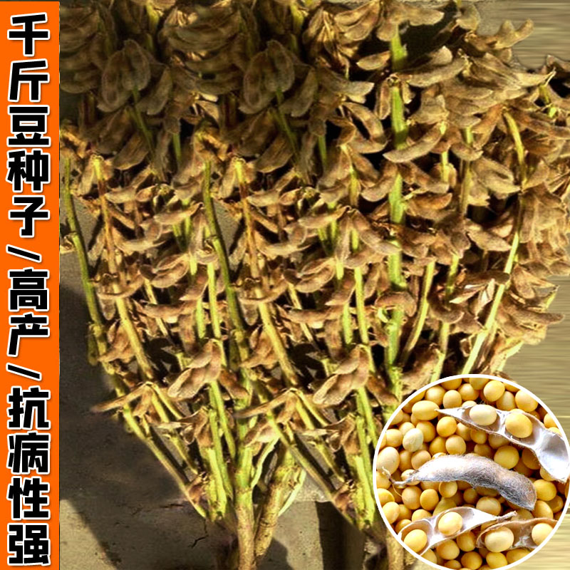 黄豆种子高产千斤豆大豆籽亩产1000斤农户大面积种植大豆春夏季播