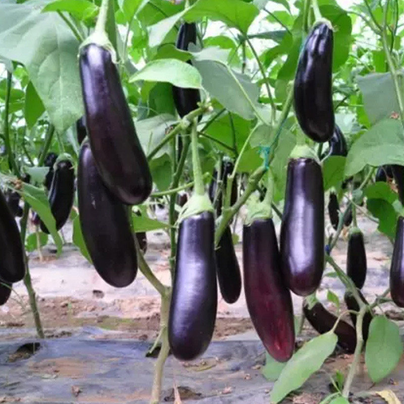 美引茄子四季蔬菜绿萼果皮黑亮