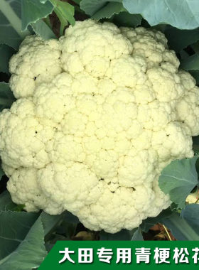 青梗松花菜种子劲松58花菜菜花种籽夏季蔬菜孑菜种花椰菜苗秧苗籽