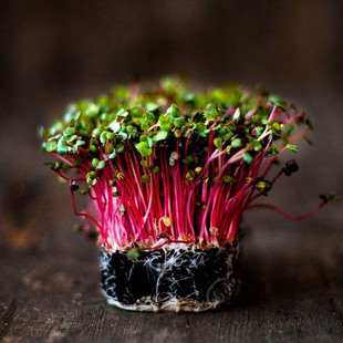 青萝卜苗红萝卜苗种子阳台盆栽水培芽苗菜室内四季青菜种籽孑