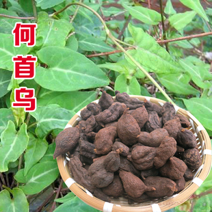 何首乌种子 四季播种春秋高产特色野菜野生药材种籽盆栽庭院阳