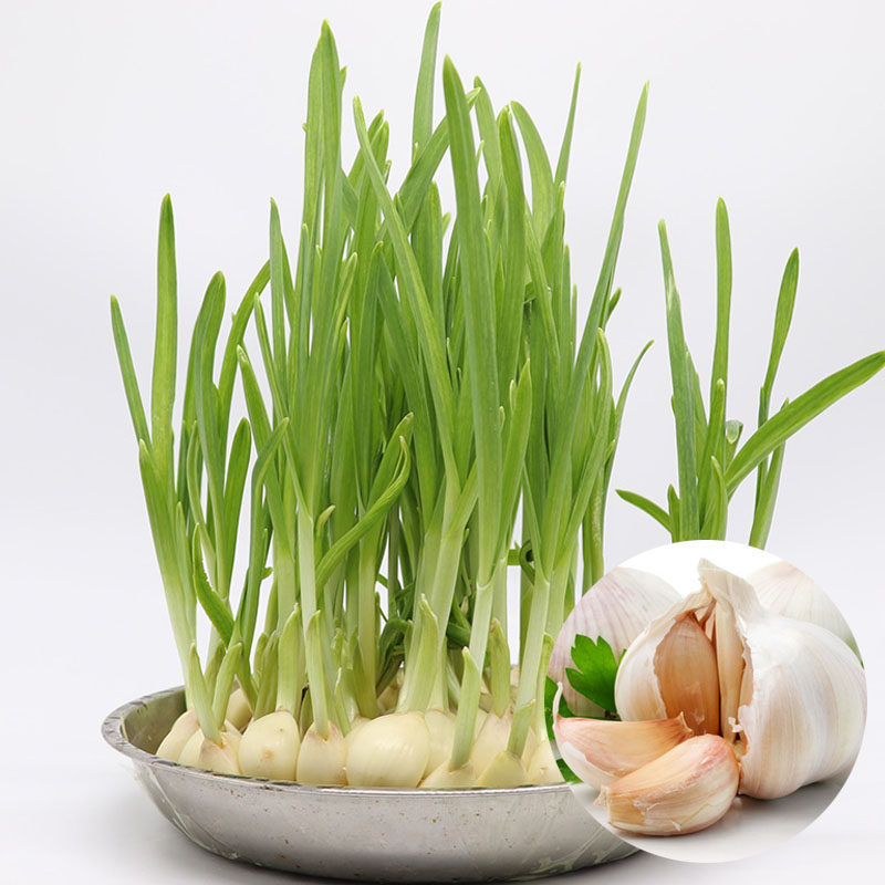 蒜苗种籽山东紫皮大蒜头种子孑土培水培蒜黄种植盆栽四季收获3次
