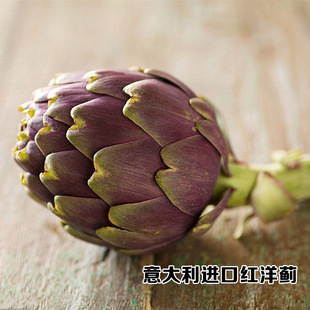 【意大利原装进口红色洋蓟种子】朝鲜蓟种籽 洋蓟菊蓟菜蓟多年生