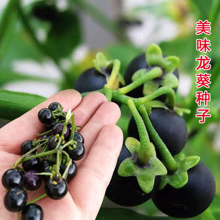 紫黑色龙葵种子农家黑悠悠黑天天水果四季果苗盆栽黄种籽孑龙葵果