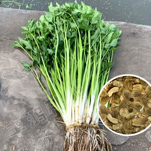 白菜种子选购指南：新手小白的种植宝典