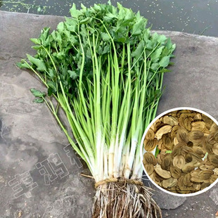 水芹菜种子野芹菜苗籽山芹东北小香芹山野菜水培旱地种植四季蔬菜