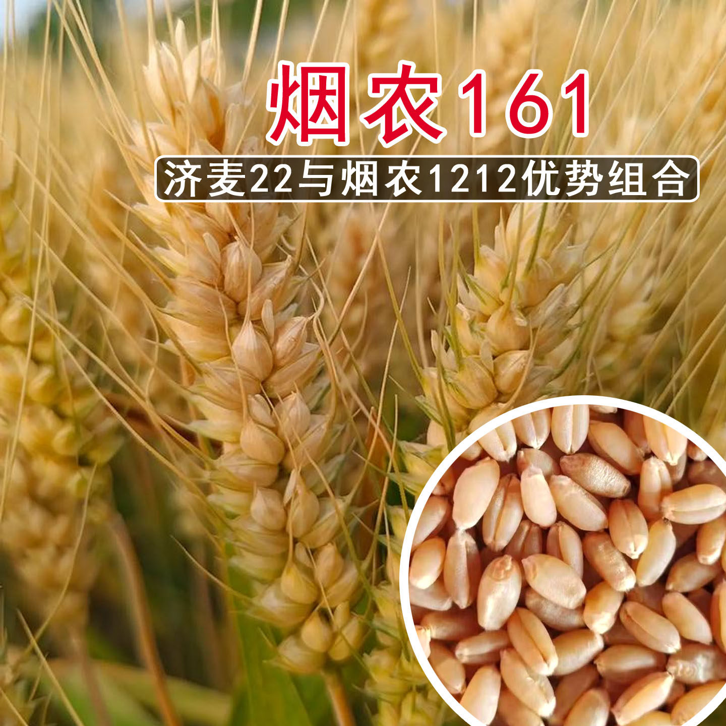 原种烟农161高产小麦种子
