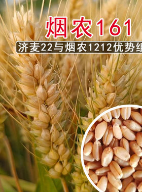 原种烟农161高产小麦种子